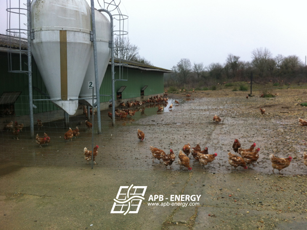 élevage de poules site isolé